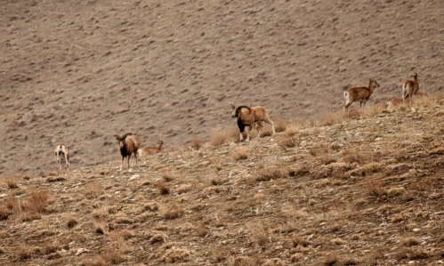 Wild Goat